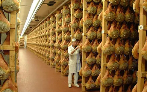 Worker inspecting hanging Parma hams in curing room, Parma.