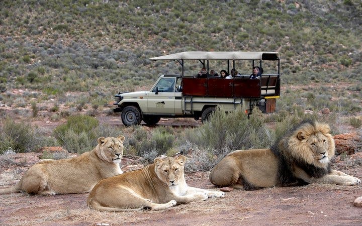 aquila private game reserve: sunset safari game drive ticket-4