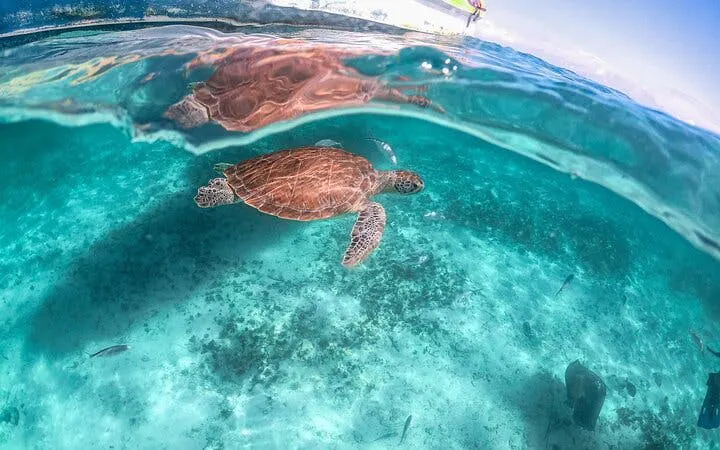 Sea turtle swimming in clear waters during a private snorkeling tour in a cenote.