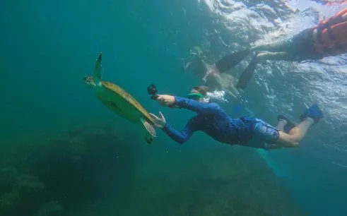 Snorkeler swimming with a sea turtle in Fujairah waters.