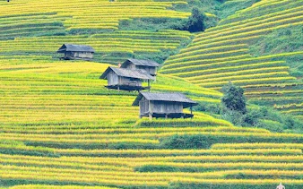 Terraced rice fields with wooden huts in Sapa, Vietnam, on a private guided tour.