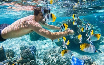 Snorkeler swimming with colorful fish near coral reef in Sharm El Sheikh.