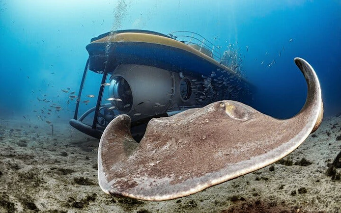 Submarine underwater with stingray and fish in Tenerife.