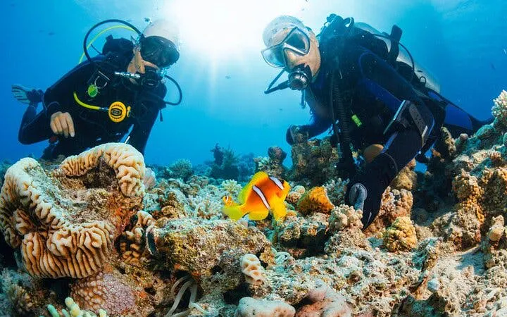 Scuba divers exploring coral reef with clownfish in Hurghada.