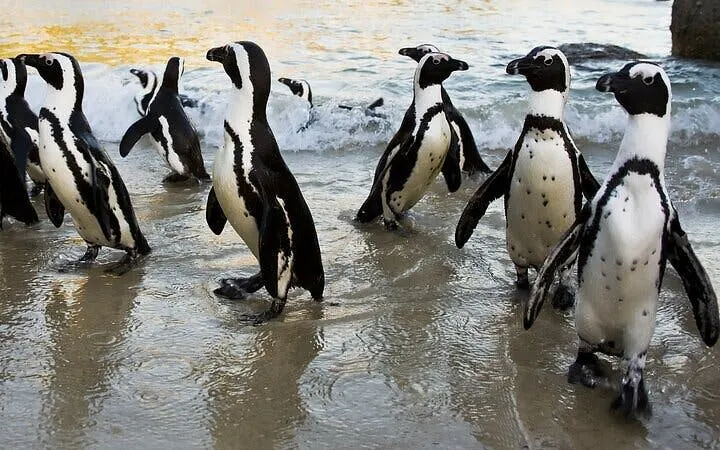 tour privado de tirolesa na cidade do cabo, na região vinícola de constantia, com passeios panorâmicos de carro e observação de pinguins-1