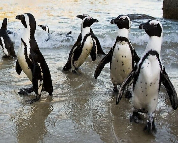 Cape Town Private Ziplining Tour in Constantia Winelands with Scenic Drives and Penguin Viewing