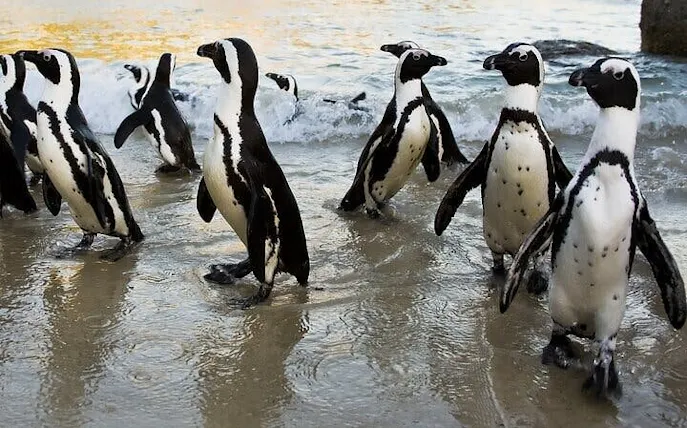 privétour met ziplinen in kaapstad, in de wijngebieden van constantia, inclusief mooie autoritten en pinguïns spotten-1