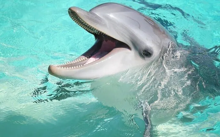 Dolphin swimming in clear water during Sharm El Sheikh experience.