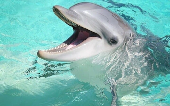 Dolphin swimming in clear water during Sharm El Sheikh experience.