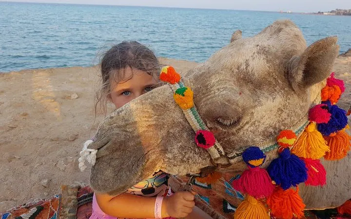 One hour Camel Ride At Amazing Desert With Transfer - Sharm El Sheikh Image 10