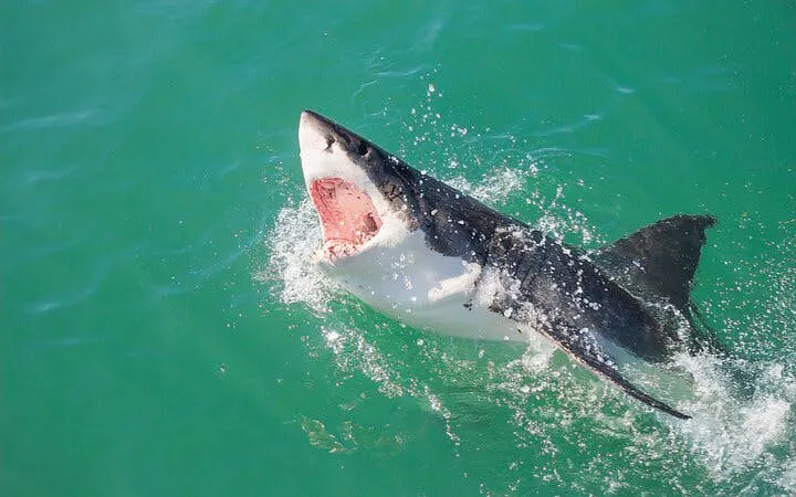 fra cape town: haidykking i bur i gansbaai og tur til pingvinkolonien ved stony point-7