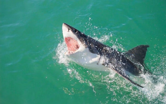 from cape town: gansbaai shark cage diving and stony point penguin colony tour-7
