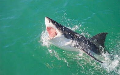 From Cape Town: Gansbaai Shark Cage Diving and Stony Point Penguin Colony Tour