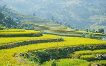 Terraced rice fields in Bac Ha, Vietnam, viewed during a motorbike tour from Sapa.
