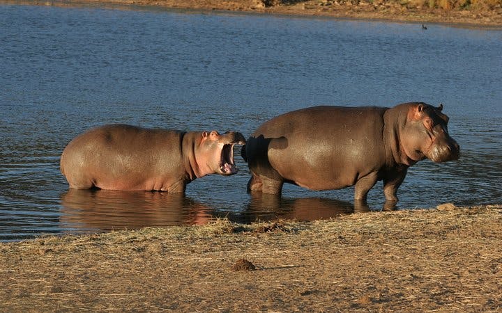 aquila private game reserve private safari tour with transfers from cape town-4