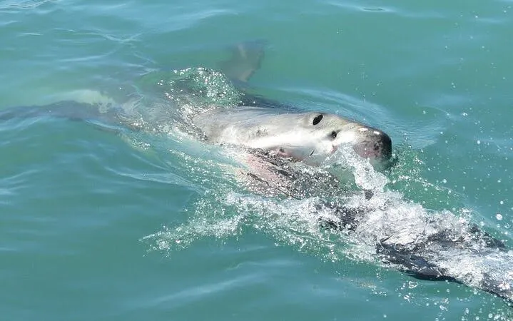 fra cape town: haidykking i bur i gansbaai og tur til pingvinkolonien ved stony point-9