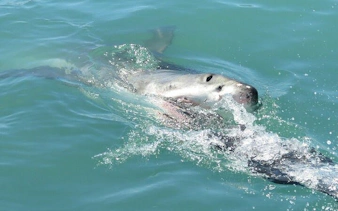 from cape town: gansbaai shark cage diving and stony point penguin colony tour-9