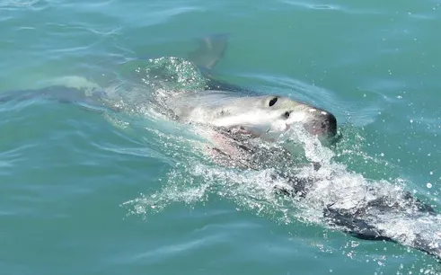 desde ciudad del cabo: tour a gansbaai para bucear en jaula con tiburones y a la colonia de pingüinos de stony point-1