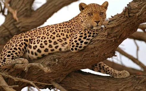 Leopard resting on a tree branch in Moremi Game Reserve, Botswana.