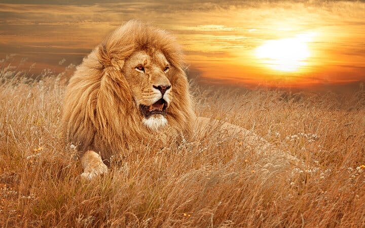 from cape town: aquila big 5 safari day tour with private transfers, meals, and wine tasting-3