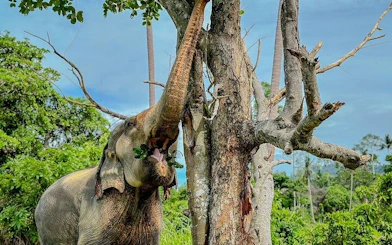 Elephant eating leaves from a tree at Elephant Home Sanctuary in Samui.