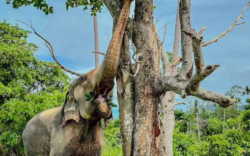 Elephant eating leaves from a tree at Elephant Home Sanctuary in Samui.