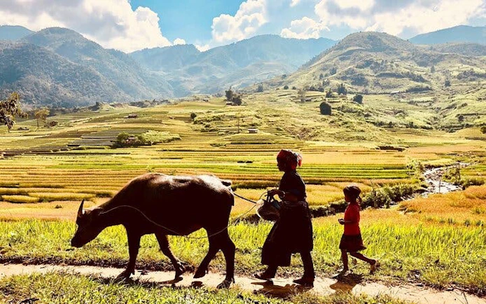 Local guide and child walking with buffalo in Sapa's Ta Phin Village rice fields.