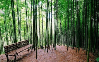 Bamboo forest with a wooden bench along the Sa Pa to Mu Cang Chai tour route.