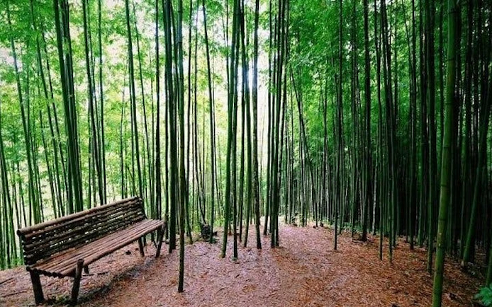 Bamboo forest with a wooden bench along the Sa Pa to Mu Cang Chai tour route.