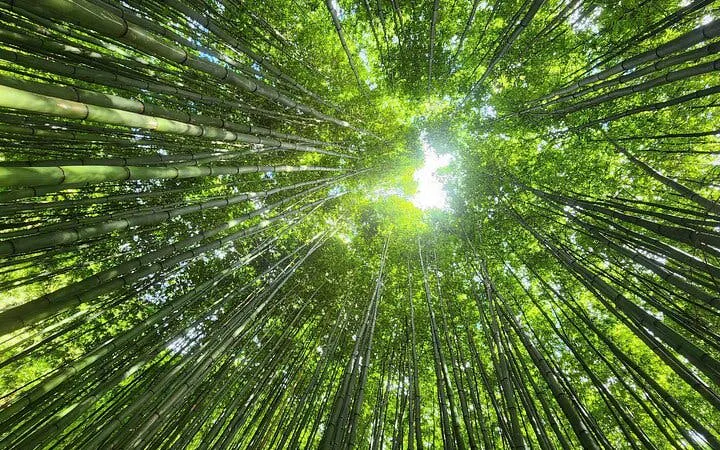 Bamboo forest canopy view on Mu Cang Chai trekking tour, Vietnam.