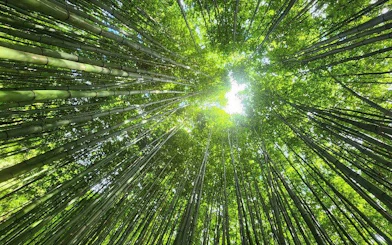 Bamboo forest canopy view on Mu Cang Chai trekking tour, Vietnam.