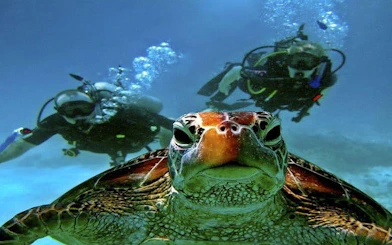 Scuba divers exploring underwater with a sea turtle in Hurghada.