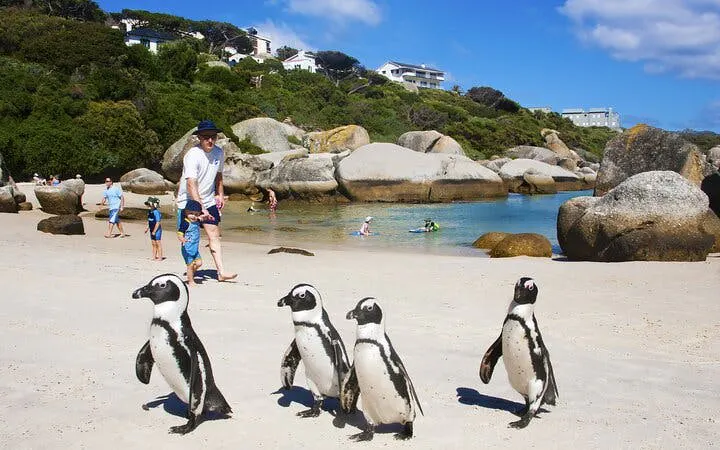 Cape Point and Boulders Beach Penguins Small-Group Sightseeing Tour with Hotel Transfers
