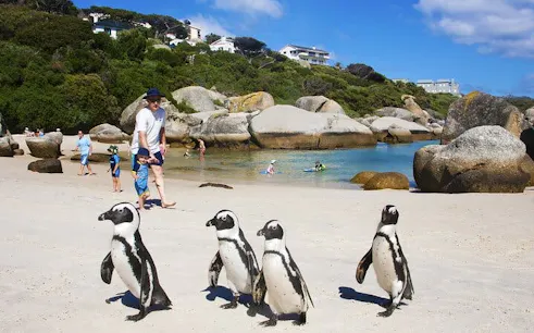 cape point ve boulders plajı penguenleri küçük grup turu (otel transferleri dahil)-1