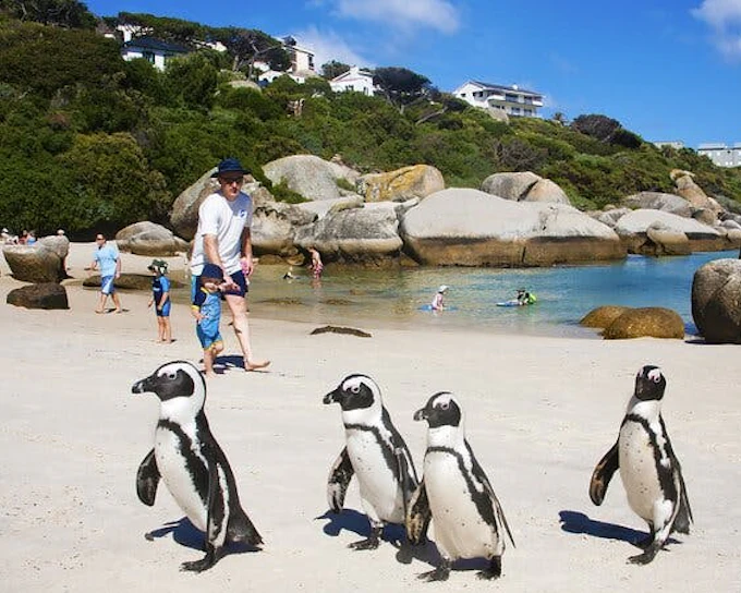 Cape Point and Boulders Beach Penguins Small-Group Sightseeing Tour with Hotel Transfers