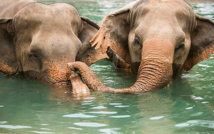 Elephants bathing in water at Koh Samui Ethical Elephant Sanctuary, Thailand.