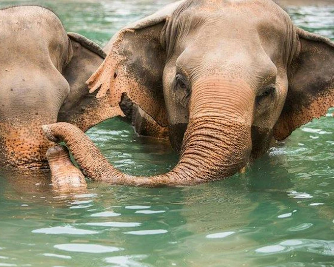 Koh Samui Ethical Elephant Sanctuary Observation Tour with Buffet Lunch and Transfers (Product 55867)