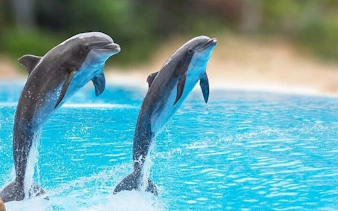 Dolphins leaping from the water during a swim experience in Sharm El Sheikh.