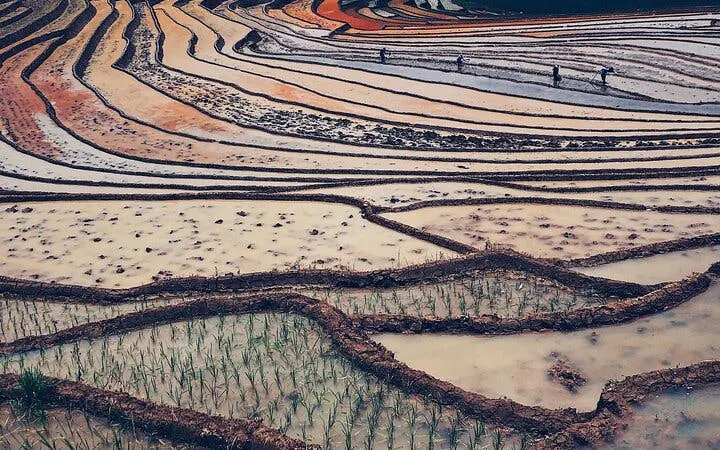 Terraced rice fields in Sapa during a guided trekking tour of Ta Phin Village, Vietnam.