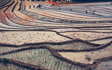 Terraced rice fields in Sapa during a guided trekking tour of Ta Phin Village, Vietnam.