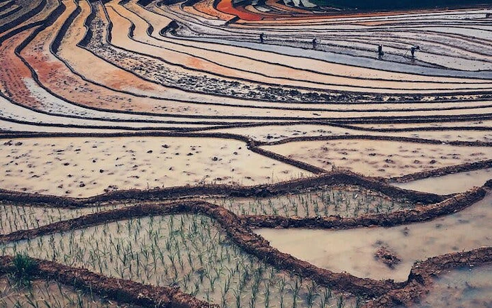 Terraced rice fields in Sapa during a guided trekking tour of Ta Phin Village, Vietnam.
