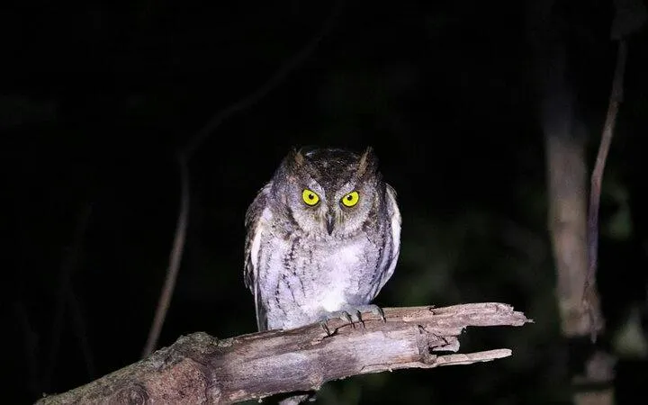 Owl perched on a branch during Ishigaki Island night stargazing tour, Okinawa.