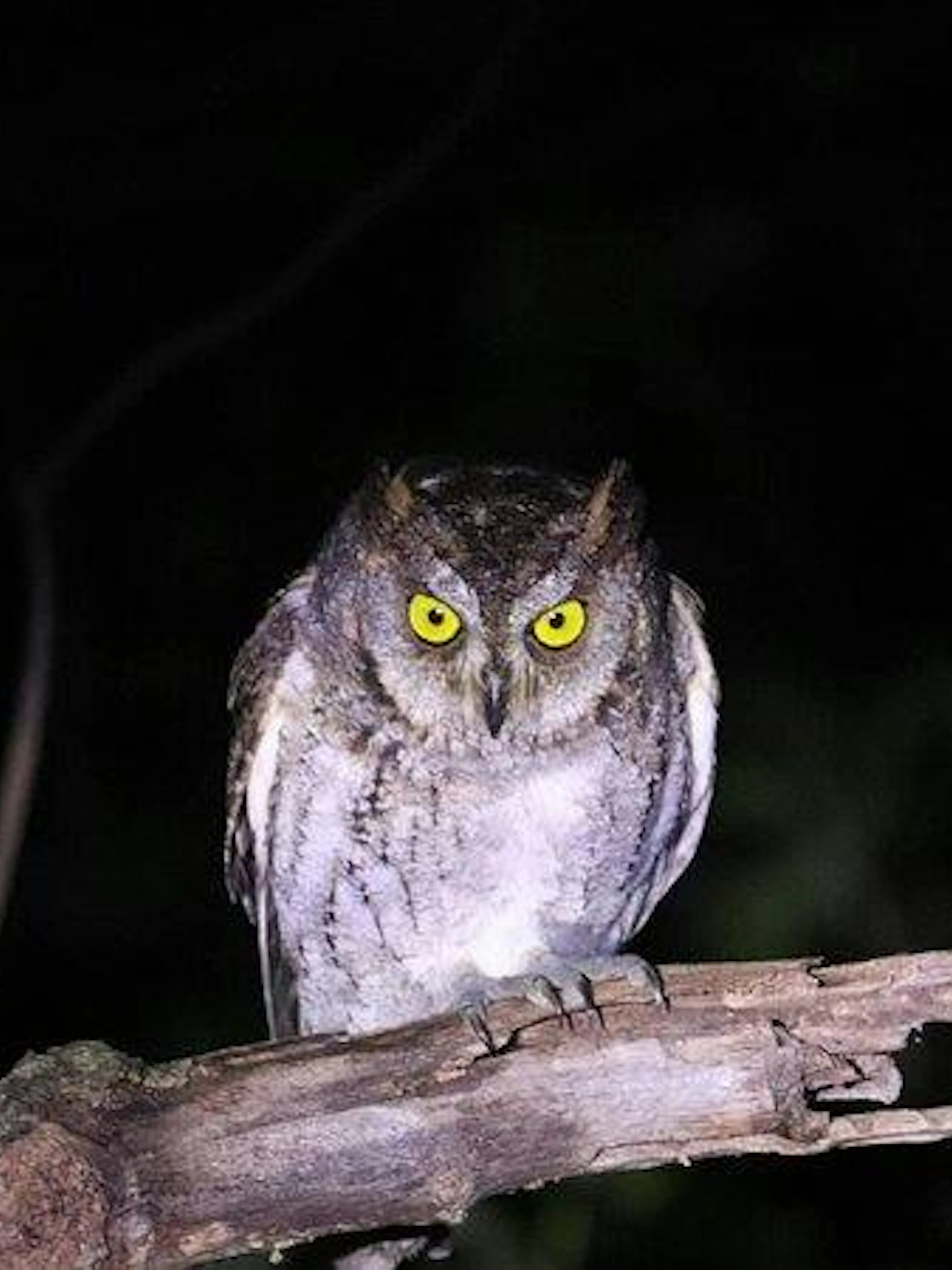 Owl perched on a branch during Ishigaki Island night stargazing tour, Okinawa.