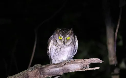 Owl perched on a branch during Ishigaki Island night stargazing tour, Okinawa.