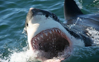 from cape town: shark cage diving and stony point penguins tour to gansbaai with transfers-7