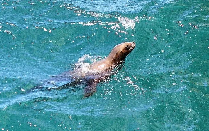cape peninsula private tour with guided seal snorkeling at duiker island-9