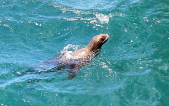 cape peninsula private tour with guided seal snorkeling at duiker island-9