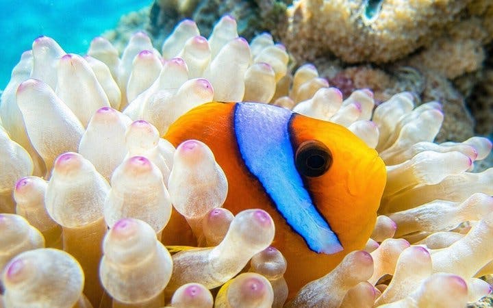snorkeling day trip to white island by boat in sharm el shei-1