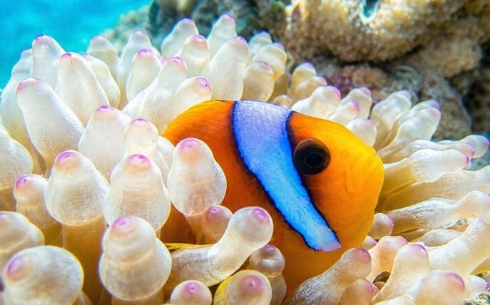 snorkeling day trip to white island by boat in sharm el shei-1