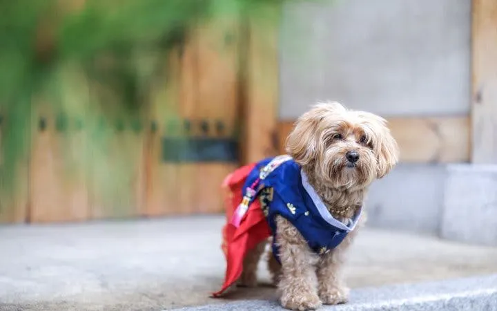 Dog in traditional hanbok at Gyeongbokgung Palace, Seoul.